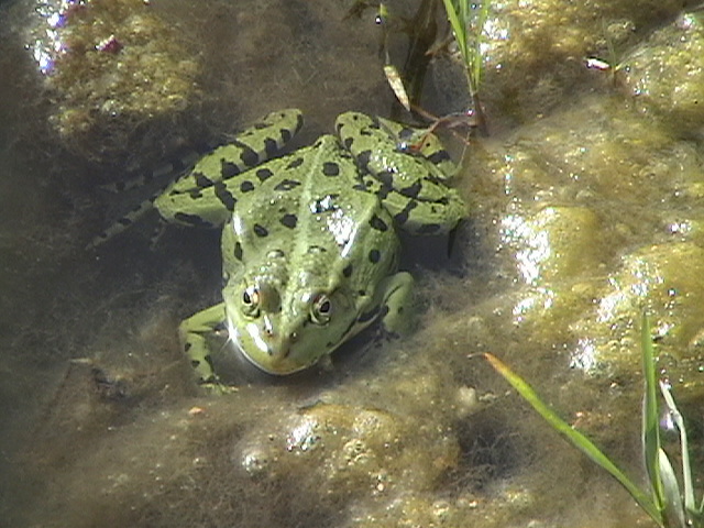 Rana esculenta? - Pelophylax sp.